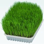 HIERBA NATURAL PARA GATOS