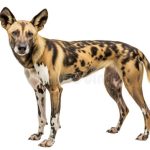NG DOG SALVAJE 10KG
