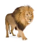 GATERA LEO