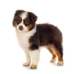 MC DOG MINI PREMIUM ANGUS 6KG